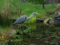 2008-0413_1445_Heron_7,5_C